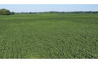 Property photo 26 - PREMIER OHIO LAND AUCTION - 377+/-ACRES OFFERED IN 5 TRACTS IN WYANDOT COUNTY, OHIO