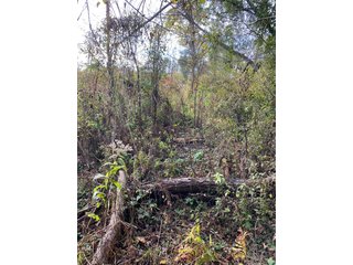 Property photo 10 - PHONE BID ONLY HUNTING & RECREATIONAL PROPERTY AUCTION - 10+/-ACRES OFFERED IN 1 TRACT IN LAGRANGE COUNTY, INDIANA