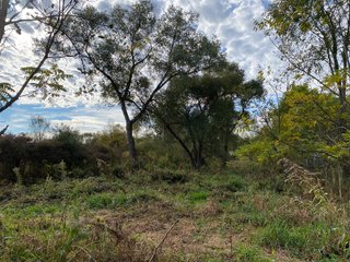 Property photo 8 - PHONE BID ONLY HUNTING & RECREATIONAL PROPERTY AUCTION - 10+/-ACRES OFFERED IN 1 TRACT IN LAGRANGE COUNTY, INDIANA
