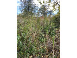 Property photo 3 - PHONE BID ONLY HUNTING & RECREATIONAL PROPERTY AUCTION - 10+/-ACRES OFFERED IN 1 TRACT IN LAGRANGE COUNTY, INDIANA