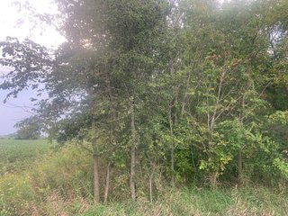 Property photo 24 - LAND AUCTION - 32+/-ACRES OFFERED IN 2 TRACTS IN ALLEN COUNTY, INDIANA