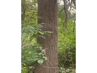 Property photo 25 - LAND AUCTION - 32+/-ACRES OFFERED IN 2 TRACTS IN ALLEN COUNTY, INDIANA