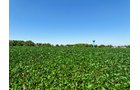 Property photo 6 - FOND DU LAC COUNTY TRANSITIONAL FARMLAND AUCTION - 120+/- ACRES OFFERED IN 3 TRACTS IN FOND DU LAC COUNTY, WISCONSIN