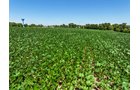 Property photo 7 - FOND DU LAC COUNTY TRANSITIONAL FARMLAND AUCTION - 120+/- ACRES OFFERED IN 3 TRACTS IN FOND DU LAC COUNTY, WISCONSIN
