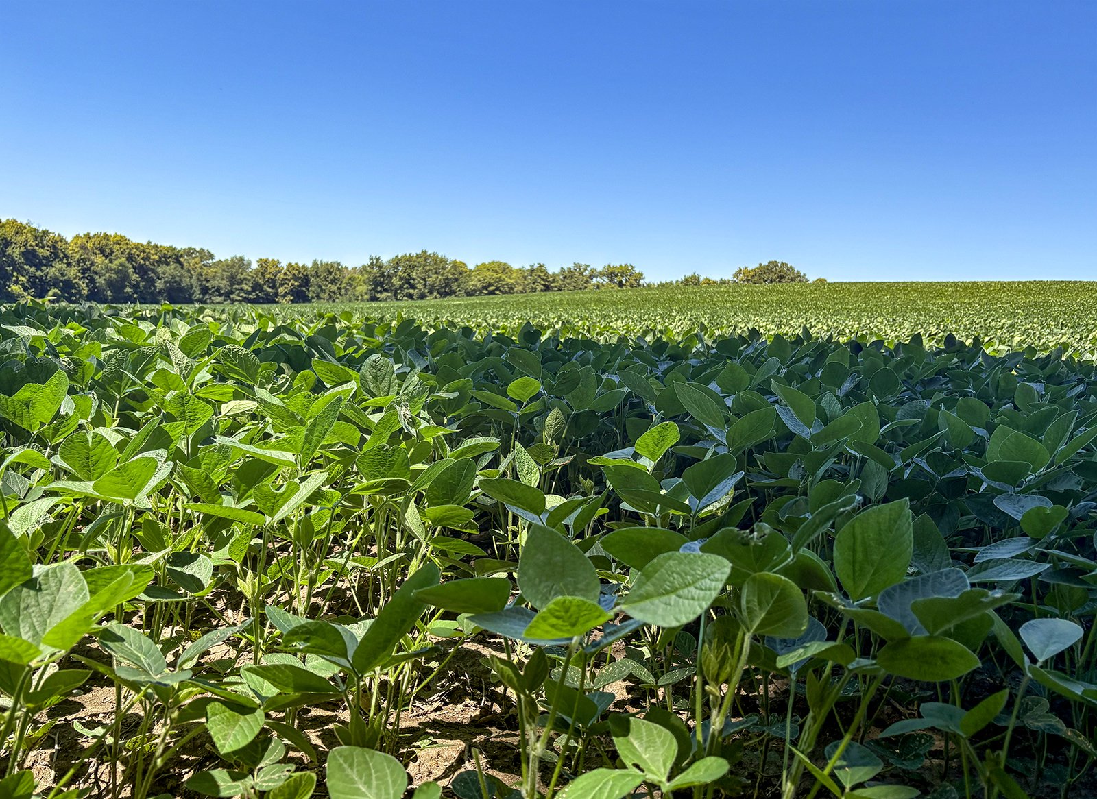 Property photo 9 - FOND DU LAC COUNTY TRANSITIONAL FARMLAND AUCTION - 120+/- ACRES OFFERED IN 3 TRACTS IN FOND DU LAC COUNTY, WISCONSIN