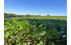 Property photo 9 - FOND DU LAC COUNTY TRANSITIONAL FARMLAND AUCTION - 120+/- ACRES OFFERED IN 3 TRACTS IN FOND DU LAC COUNTY, WISCONSIN