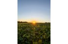 Property photo 26 - FOND DU LAC COUNTY TRANSITIONAL FARMLAND AUCTION - 120+/- ACRES OFFERED IN 3 TRACTS IN FOND DU LAC COUNTY, WISCONSIN