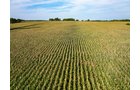 Property photo 50 - LAND AUCTION - 401+/-ACRES OFFERED IN 16 TRACTS IN NOBLE COUNTY, INDIANA