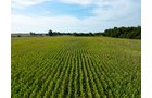 Property photo 17 - LAND AUCTION - 401+/-ACRES OFFERED IN 16 TRACTS IN NOBLE COUNTY, INDIANA