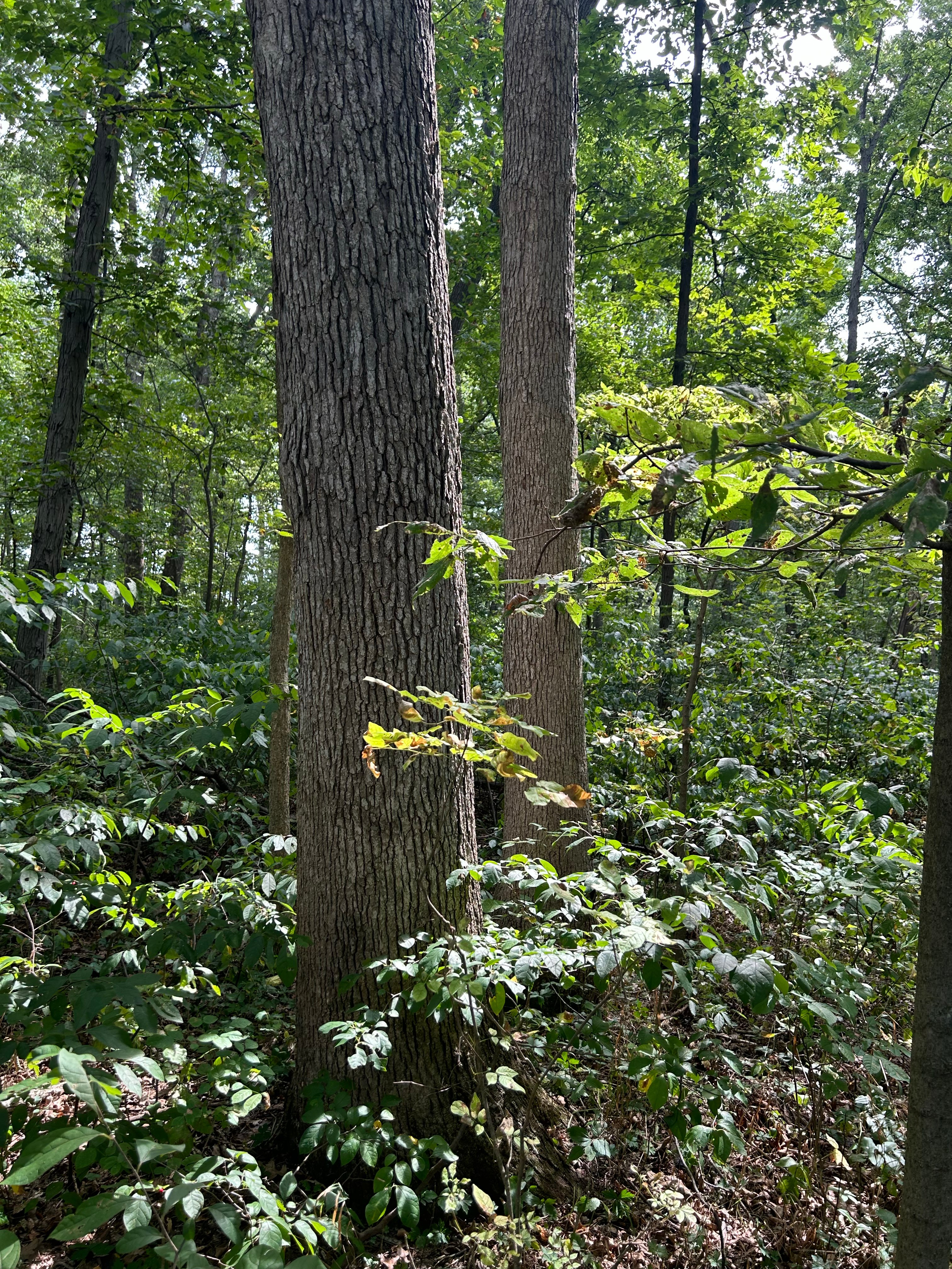 Property photo 12 - LAND AUCTION - 401+/-ACRES OFFERED IN 16 TRACTS IN NOBLE COUNTY, INDIANA