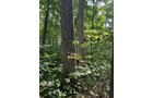 Property photo 12 - LAND AUCTION - 401+/-ACRES OFFERED IN 16 TRACTS IN NOBLE COUNTY, INDIANA