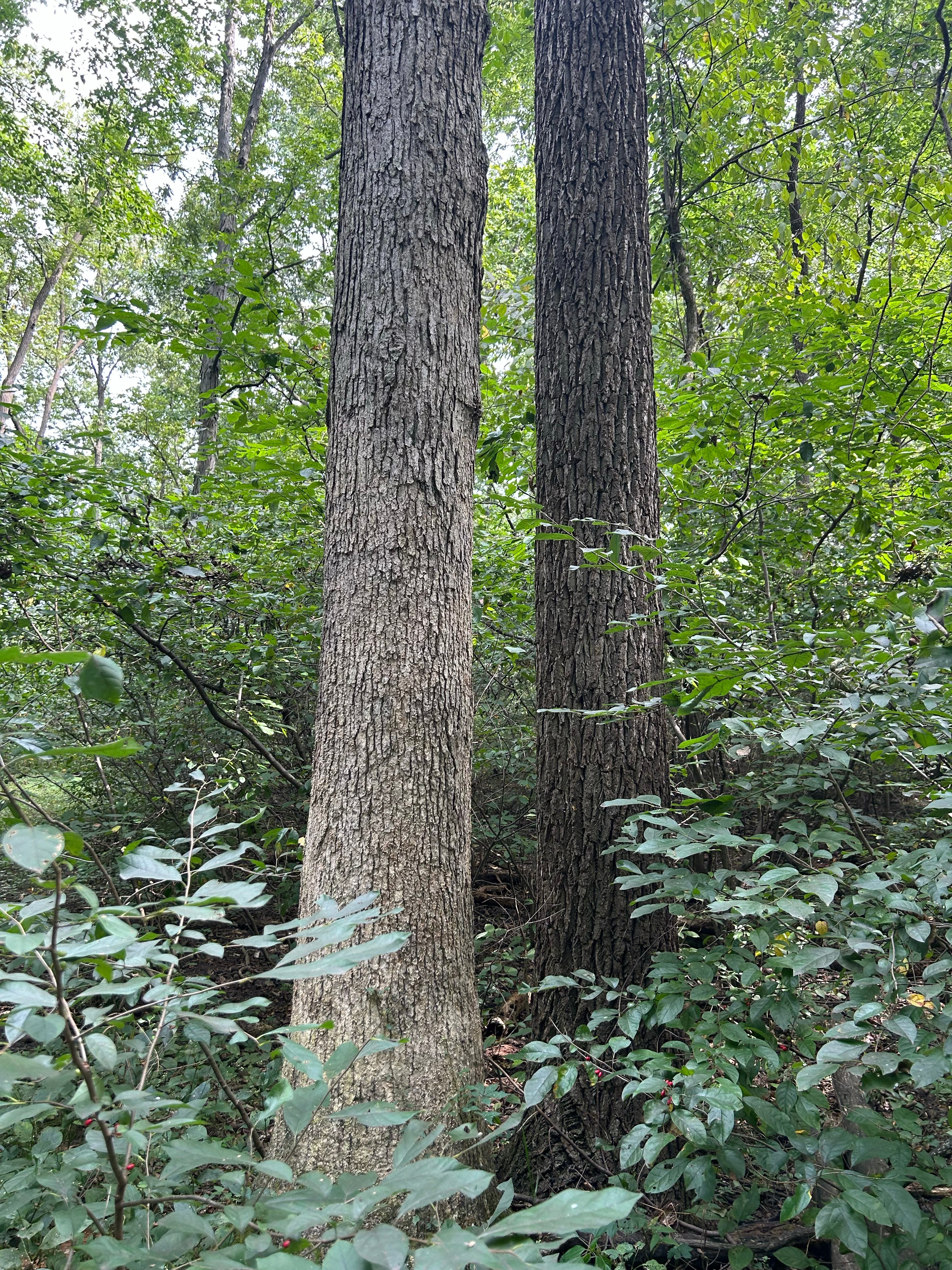 Property photo 11 - LAND AUCTION - 401+/-ACRES OFFERED IN 16 TRACTS IN NOBLE COUNTY, INDIANA