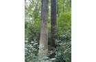 Property photo 11 - LAND AUCTION - 401+/-ACRES OFFERED IN 16 TRACTS IN NOBLE COUNTY, INDIANA