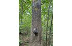 Property photo 10 - LAND AUCTION - 401+/-ACRES OFFERED IN 16 TRACTS IN NOBLE COUNTY, INDIANA