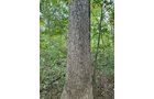 Property photo 9 - LAND AUCTION - 401+/-ACRES OFFERED IN 16 TRACTS IN NOBLE COUNTY, INDIANA