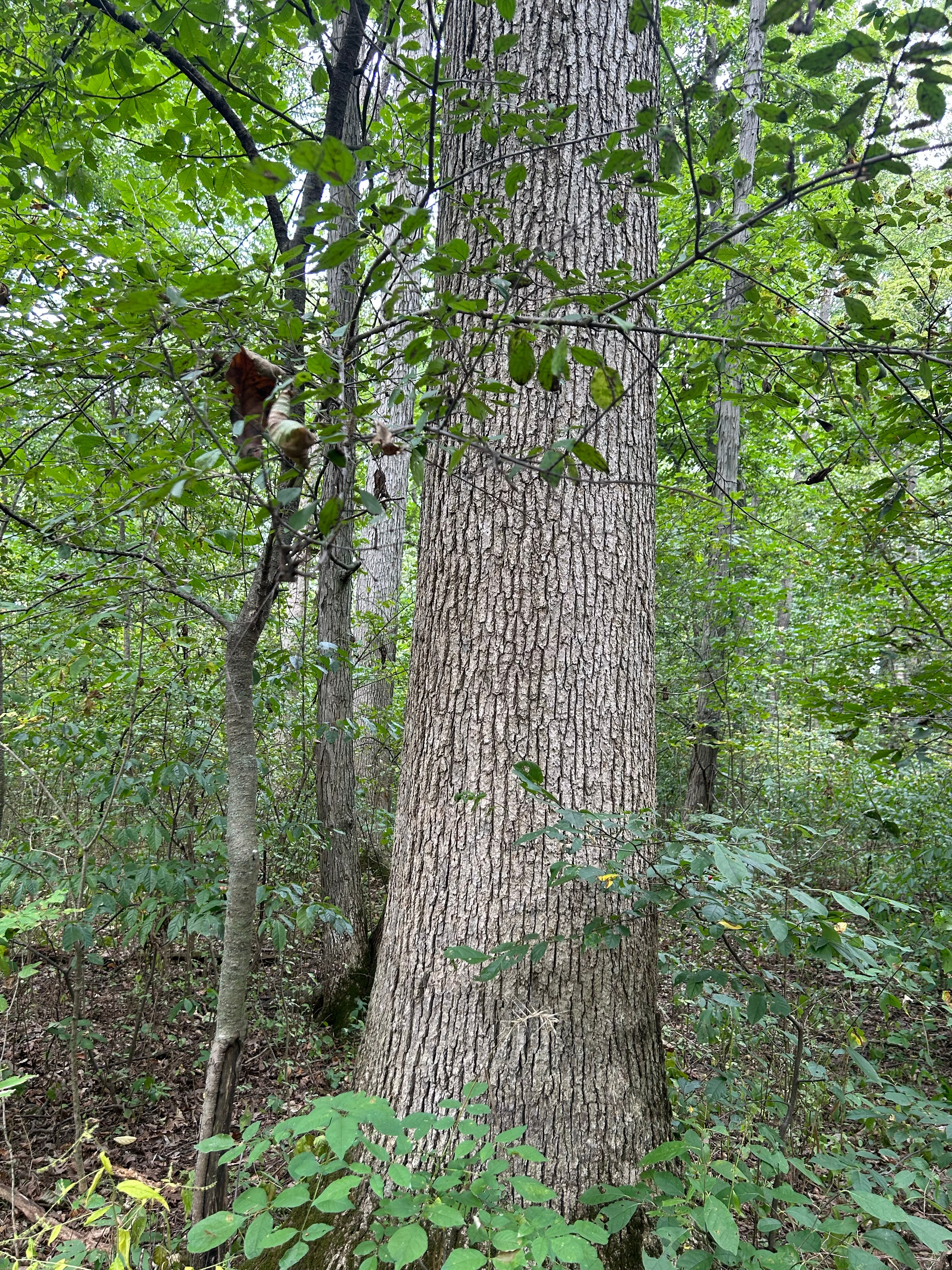 Property photo 8 - LAND AUCTION - 401+/-ACRES OFFERED IN 16 TRACTS IN NOBLE COUNTY, INDIANA