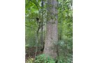 Property photo 8 - LAND AUCTION - 401+/-ACRES OFFERED IN 16 TRACTS IN NOBLE COUNTY, INDIANA
