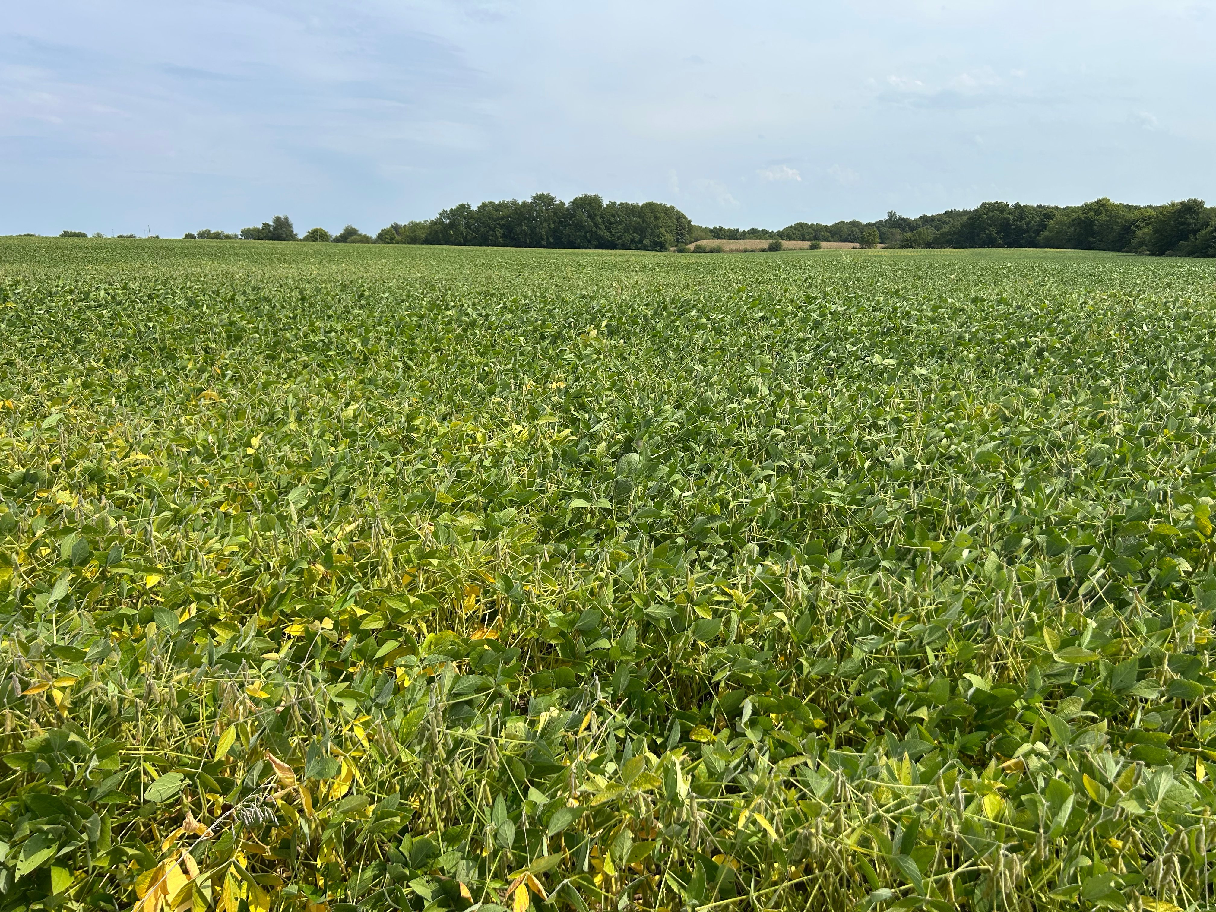 Property photo 7 - LAND AUCTION - 401+/-ACRES OFFERED IN 16 TRACTS IN NOBLE COUNTY, INDIANA