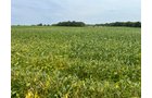 Property photo 7 - LAND AUCTION - 401+/-ACRES OFFERED IN 16 TRACTS IN NOBLE COUNTY, INDIANA