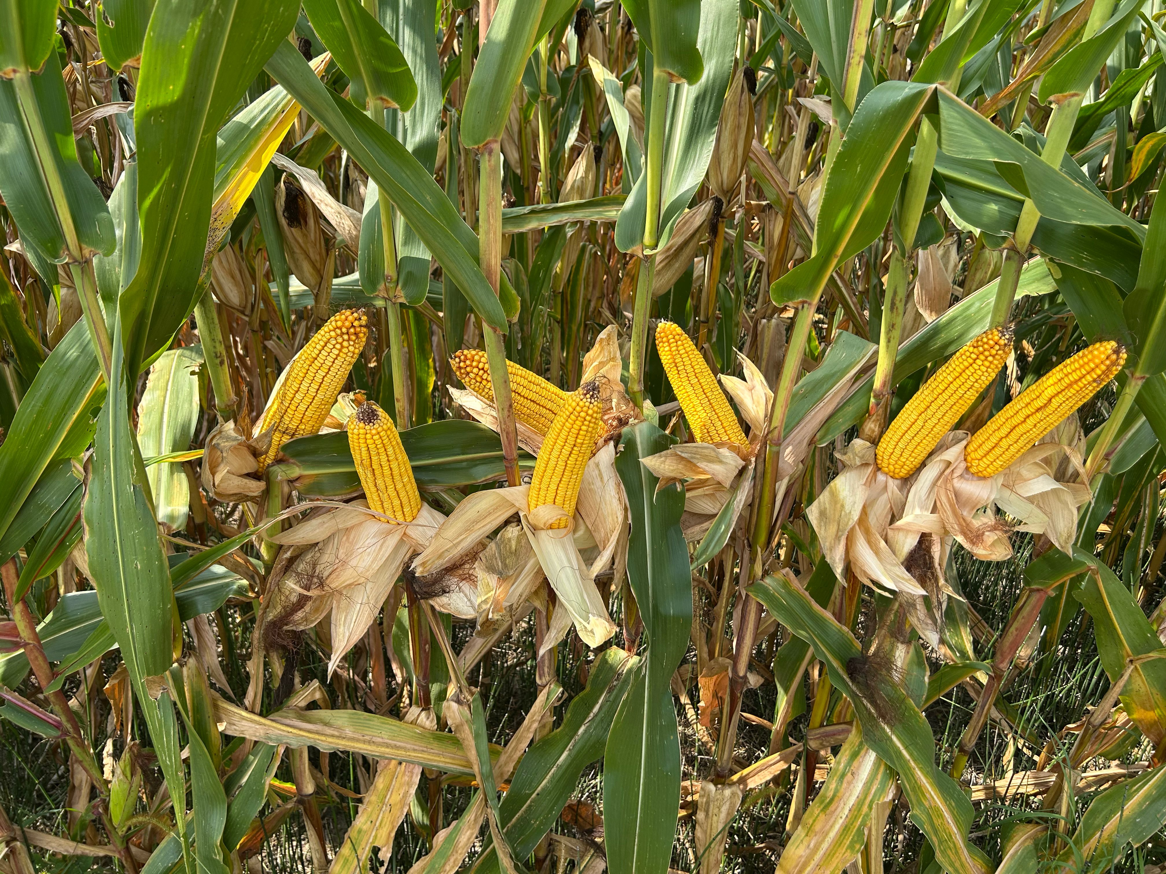 Property photo 32 - LAND AUCTION - 401+/-ACRES OFFERED IN 16 TRACTS IN NOBLE COUNTY, INDIANA