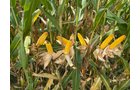 Property photo 32 - LAND AUCTION - 401+/-ACRES OFFERED IN 16 TRACTS IN NOBLE COUNTY, INDIANA