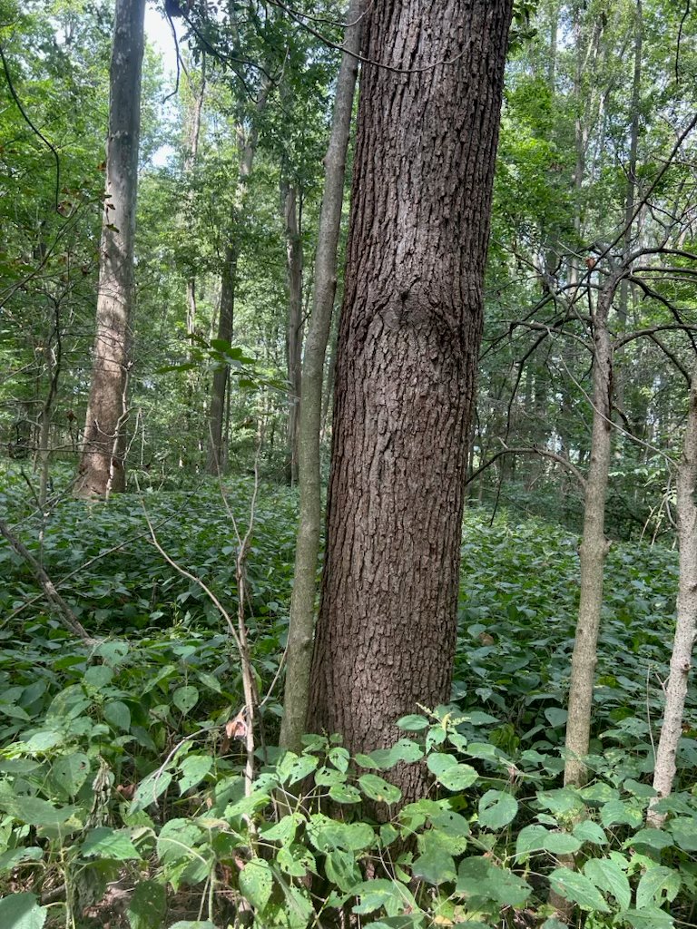 Property photo 37 - LAND AUCTION - 401+/-ACRES OFFERED IN 16 TRACTS IN NOBLE COUNTY, INDIANA