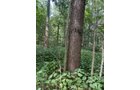 Property photo 37 - LAND AUCTION - 401+/-ACRES OFFERED IN 16 TRACTS IN NOBLE COUNTY, INDIANA