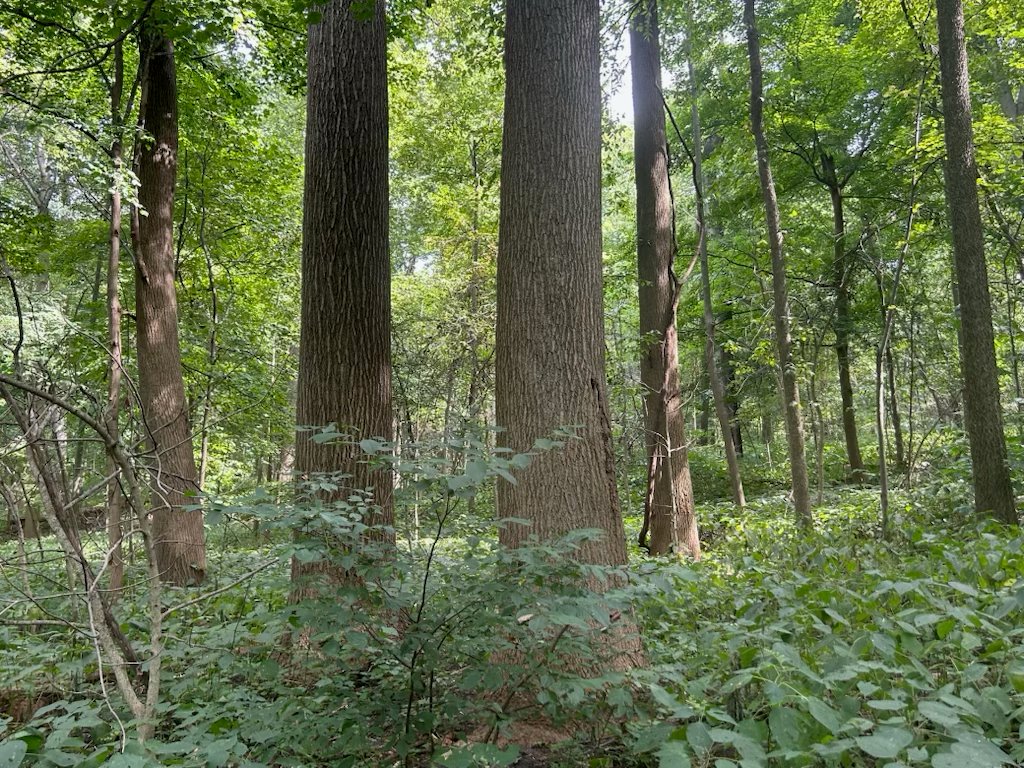 Property photo 36 - LAND AUCTION - 401+/-ACRES OFFERED IN 16 TRACTS IN NOBLE COUNTY, INDIANA