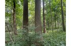 Property photo 36 - LAND AUCTION - 401+/-ACRES OFFERED IN 16 TRACTS IN NOBLE COUNTY, INDIANA