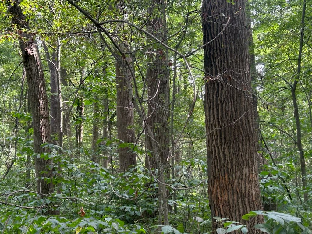 Property photo 34 - LAND AUCTION - 401+/-ACRES OFFERED IN 16 TRACTS IN NOBLE COUNTY, INDIANA