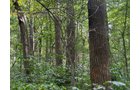 Property photo 34 - LAND AUCTION - 401+/-ACRES OFFERED IN 16 TRACTS IN NOBLE COUNTY, INDIANA