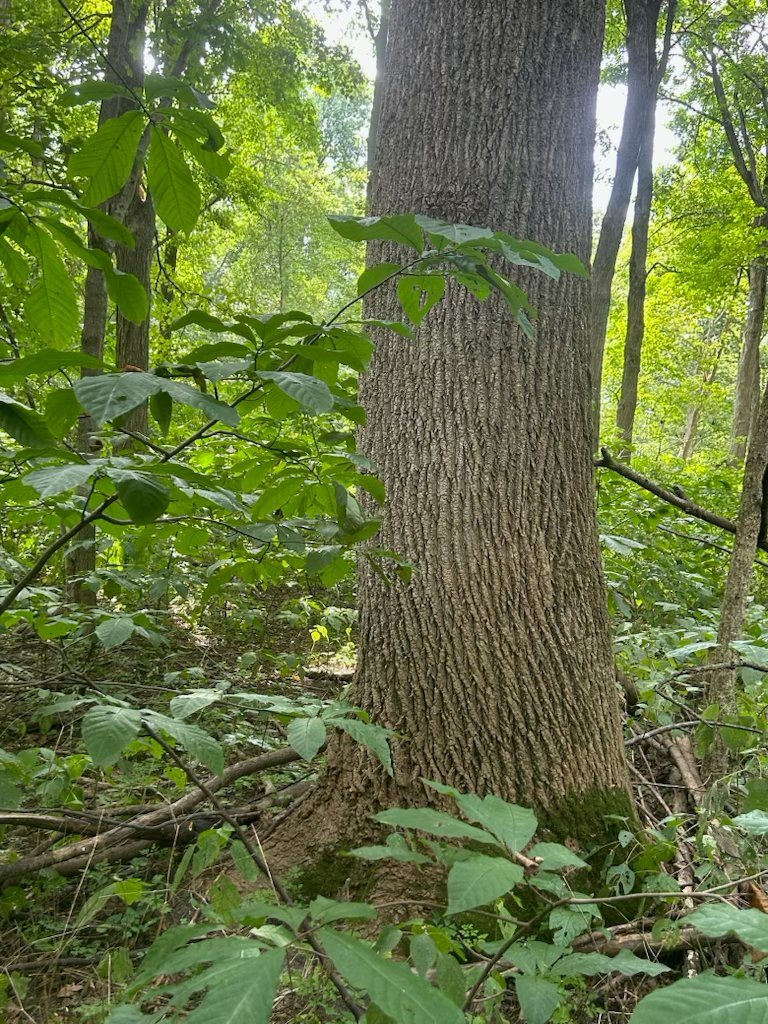 Property photo 22 - LAND AUCTION - 401+/-ACRES OFFERED IN 16 TRACTS IN NOBLE COUNTY, INDIANA