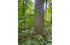 Property photo 22 - LAND AUCTION - 401+/-ACRES OFFERED IN 16 TRACTS IN NOBLE COUNTY, INDIANA