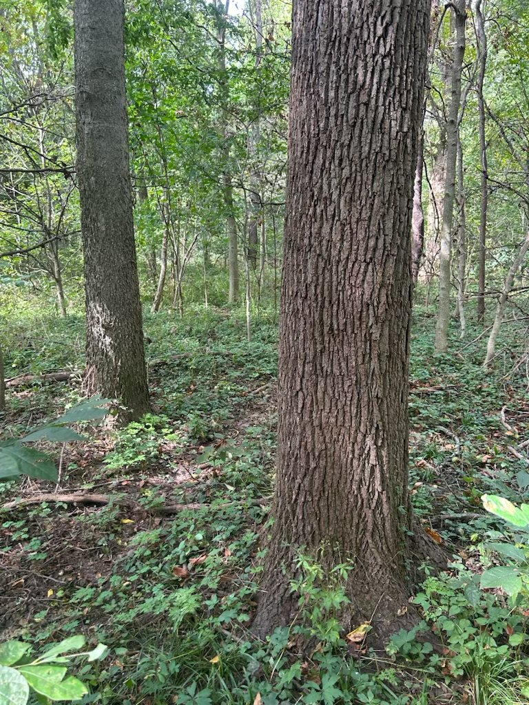 Property photo 31 - LAND AUCTION - 401+/-ACRES OFFERED IN 16 TRACTS IN NOBLE COUNTY, INDIANA
