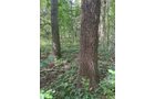 Property photo 31 - LAND AUCTION - 401+/-ACRES OFFERED IN 16 TRACTS IN NOBLE COUNTY, INDIANA