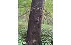 Property photo 29 - LAND AUCTION - 401+/-ACRES OFFERED IN 16 TRACTS IN NOBLE COUNTY, INDIANA