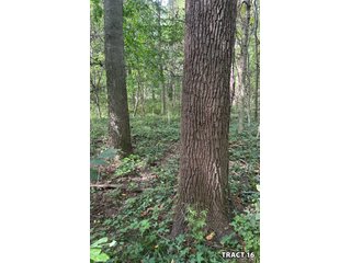 Property photo 65 - LAND AUCTION - 401+/-ACRES OFFERED IN 17 TRACTS IN NOBLE COUNTY, INDIANA