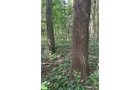 Property photo 65 - LAND AUCTION - 401+/-ACRES OFFERED IN 17 TRACTS IN NOBLE COUNTY, INDIANA