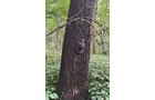 Property photo 67 - LAND AUCTION - 401+/-ACRES OFFERED IN 17 TRACTS IN NOBLE COUNTY, INDIANA