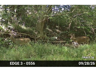 Property photo 69 - LAND AUCTION - 401+/-ACRES OFFERED IN 17 TRACTS IN NOBLE COUNTY, INDIANA