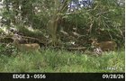 Property photo 69 - LAND AUCTION - 401+/-ACRES OFFERED IN 17 TRACTS IN NOBLE COUNTY, INDIANA