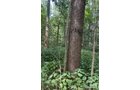 Property photo 59 - LAND AUCTION - 401+/-ACRES OFFERED IN 17 TRACTS IN NOBLE COUNTY, INDIANA