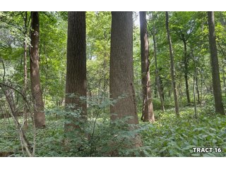 Property photo 60 - LAND AUCTION - 401+/-ACRES OFFERED IN 17 TRACTS IN NOBLE COUNTY, INDIANA