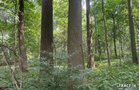 Property photo 60 - LAND AUCTION - 401+/-ACRES OFFERED IN 17 TRACTS IN NOBLE COUNTY, INDIANA