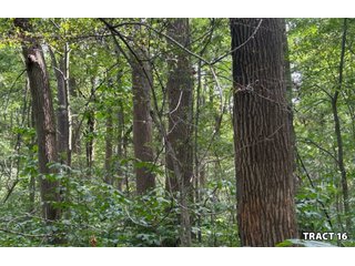 Property photo 62 - LAND AUCTION - 401+/-ACRES OFFERED IN 17 TRACTS IN NOBLE COUNTY, INDIANA