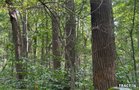 Property photo 62 - LAND AUCTION - 401+/-ACRES OFFERED IN 17 TRACTS IN NOBLE COUNTY, INDIANA