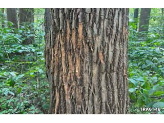 Property photo 63 - LAND AUCTION - 401+/-ACRES OFFERED IN 17 TRACTS IN NOBLE COUNTY, INDIANA