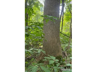 Property photo 64 - LAND AUCTION - 401+/-ACRES OFFERED IN 17 TRACTS IN NOBLE COUNTY, INDIANA