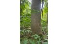 Property photo 64 - LAND AUCTION - 401+/-ACRES OFFERED IN 17 TRACTS IN NOBLE COUNTY, INDIANA