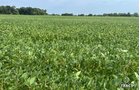 Property photo 5 - LAND AUCTION - 401+/-ACRES OFFERED IN 17 TRACTS IN NOBLE COUNTY, INDIANA